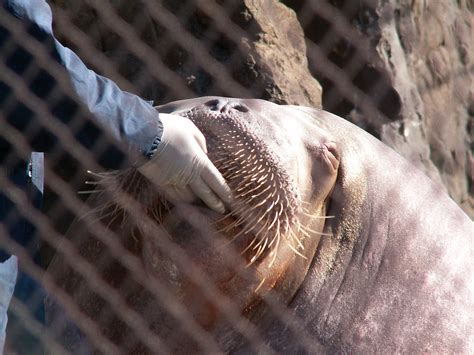 Walrus Feeding Coney Island Ny 2008 Daniela Gregr Flickr