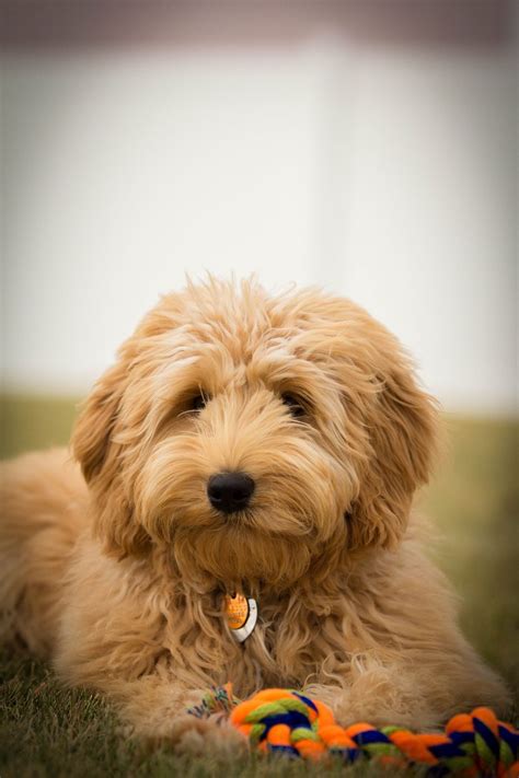 Copper canyon labradoodles in vancouver bc has australian labradoodle puppies for sale. Brickhaven Labradoodles | Australian labradoodle puppies ...
