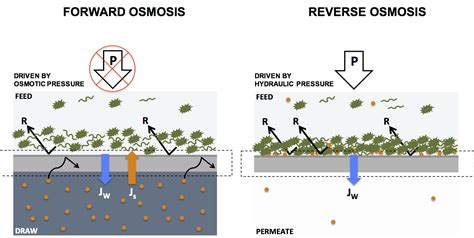 Osmosis (/ɒzˈmoʊ.sɪs/) is the spontaneous net movement or diffusion of solvent molecules through a selectively permeable membrane from a region of high water potential (region of lower solute concentration) to a region of low water potential (region of higher solute concentration). Does Osmosis Require Energy - Energy Etfs