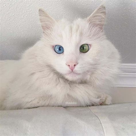 9 Stunning Cats With The Most Beautiful Eyes In The World Pets Feed