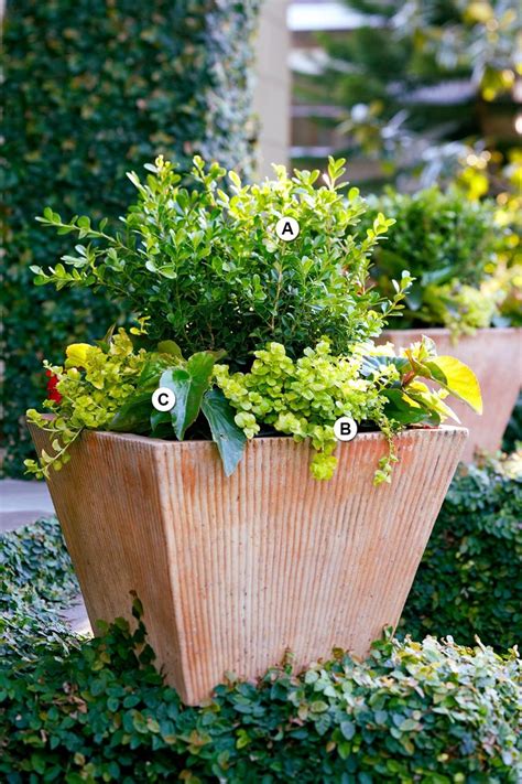 25 Container Garden Recipes For Shade That Are Easy To Grow Container