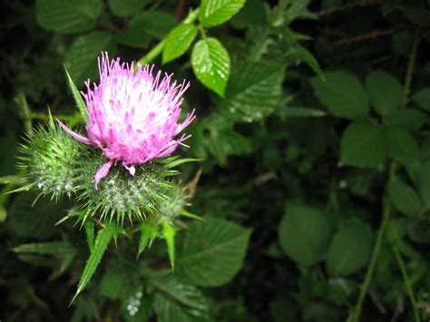 Burdock Eat Wild Arkansas