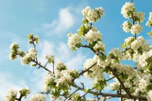 Si tratta dei fiori della robinia (robinia pseudoacacia), chiamata spesso acacia. Fiori Bianchi Dell'mela-albero Immagine Stock - Immagine ...