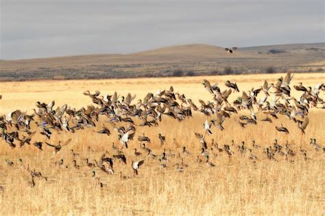 Mallard Ducks Migrating In The Fall Landing In A Grain Field Stock