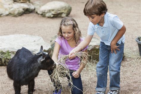 Visit Farm Animals With The Kids In Albuquerque