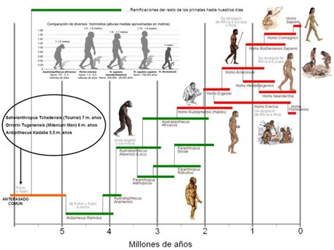 Cronologia Evolución Humana Hominidos Evolucion Del Hombre