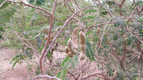 As mentioned above, jackalberry tree is especially cultivated for its fruits because in regions like africa where food crisis has become daily issue, tree like jackalberry is very precious. Trees can go Extinct, too. Meet the Endangered Fruit Tree ...