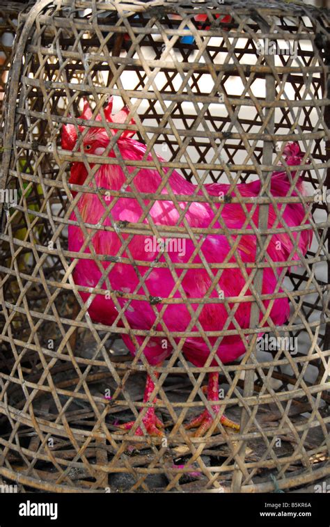 Pink Chicken At Bali Aga Village Tengananbaliindonesia Stock Photo