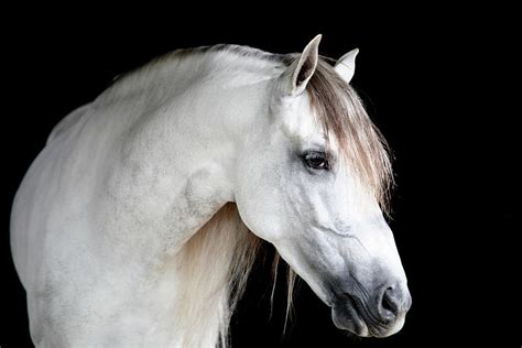 Horses Face Photograph By Monica Rodriguez Pixels