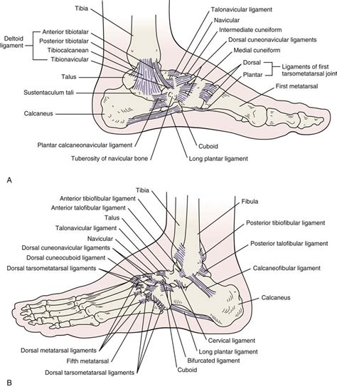 Primary ligaments of ankle include (see below for details). Left Leg Ligaments - Muscles In The Knee / Ligament sprain ...