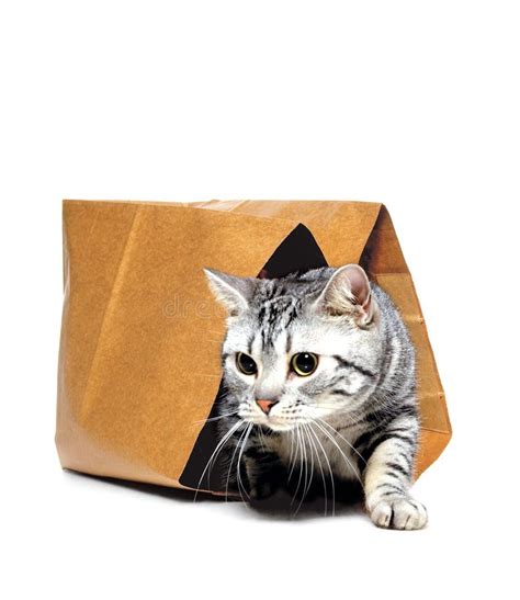 Animals Letting The Cat Out Of The Bag Kitten Stock Image Image Of