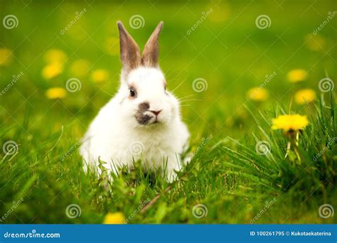 Rabbit Jumping On The Green Grass Easter Bunny Stock Image Image Of