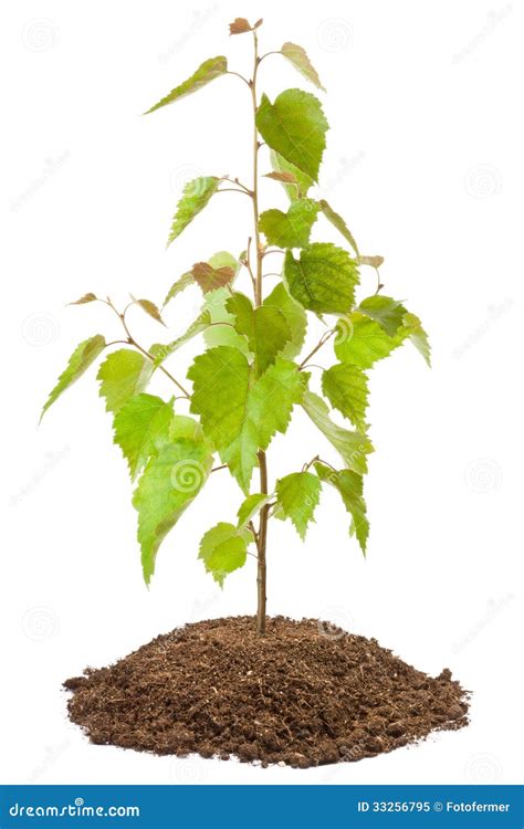 Young Birch Sapling Stock Image Image Of Isolated Tree 33256795
