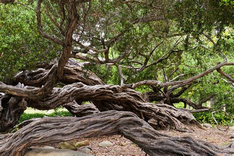 Gnarly Tree Iii Photograph By Bernard Barcos