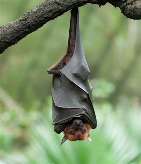 Bat Hanging Upside Down Animals Scary Cape Halloween Bat Bat Animals