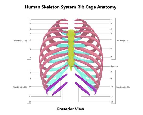 Human Skeleton System Rib Cage Described With Labels Anatomy Posterior