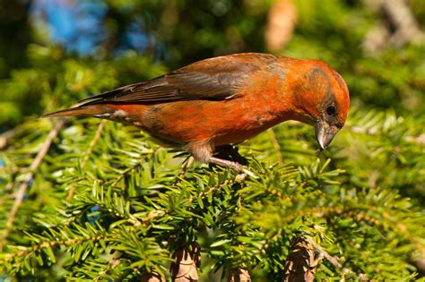 9 Birds That Look Like Cardinals Birds And Blooms
