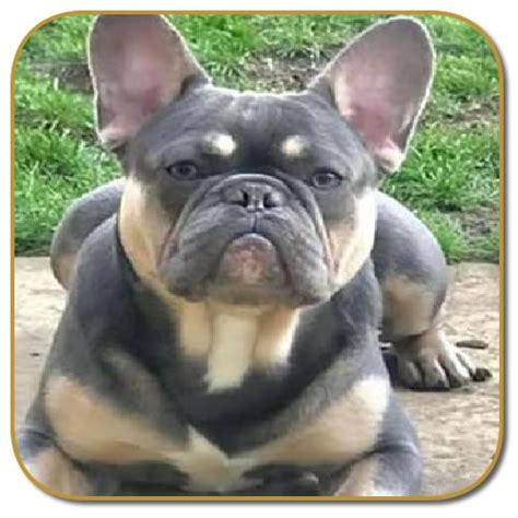 French Bulldogs Are Small Yet Extremely Muscular And Strong Looking