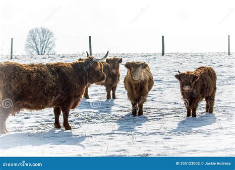 Herd Of Scottish Highland Cattle In Snow Stock Photo Image Of Bovine