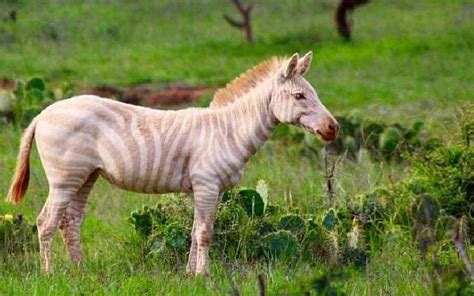 Delight As Rare Golden Zebra Spotted In Laikipia Days After Darker One