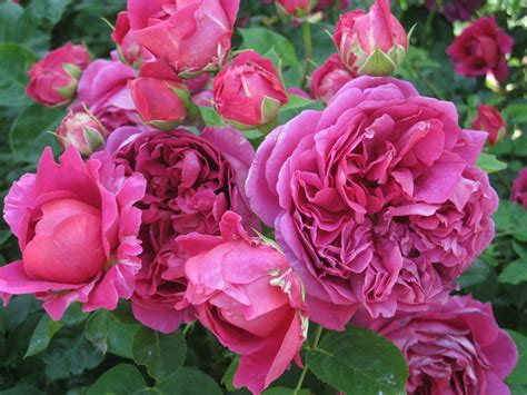 For almost 60 years david austin has been breeding exquisite english roses. David Austin Roses - Sisley Garden tours - Sisley Garden Tours