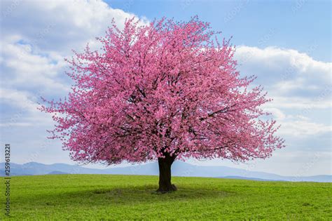 Flowering Tree Of Japanese Sakura In Spring One Tree On Green Meadow