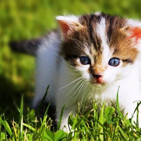 10 New Wallpapers Of Baby Animals Full Hd 1920×1080 For Pc Desktop 2021