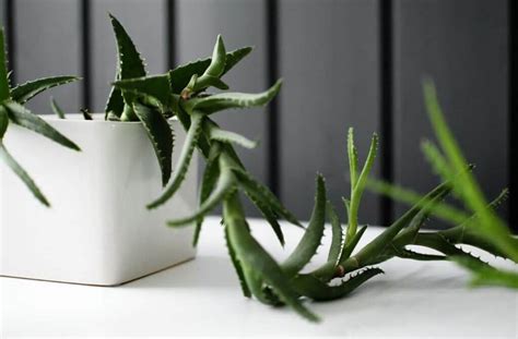 10 Reasons Why Succulent Growing Long Stem
