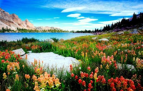 Mountain Wildflowers Green Nature Lake Photos