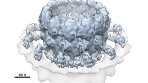 Advanced Cryo Em Reveals Viral Rna Replication Complex Structure In