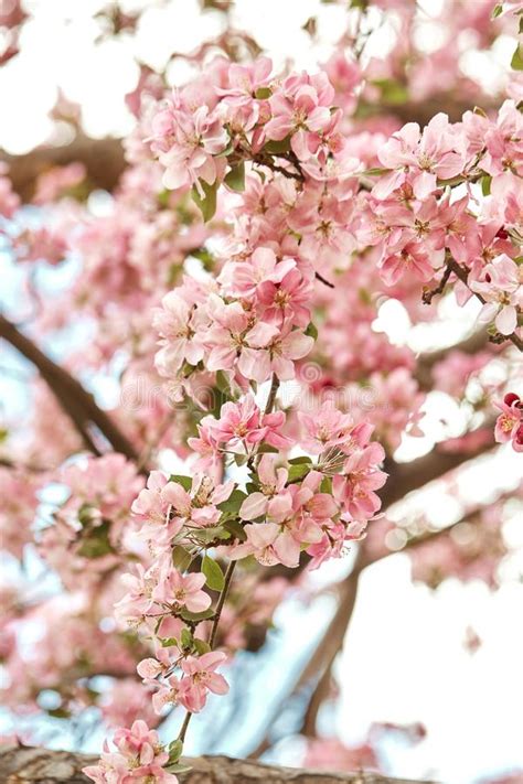Beautiful Pink Cherry Blossoms On A Spring Day Stock Image Image Of