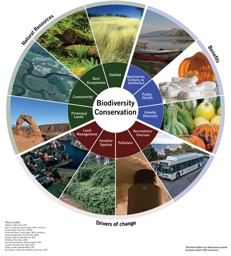 Biodiversityis the origin of all crops and domesticated livestock and the variety within them. EnviroAtlas Benefit Category: Biodiversity Conservation ...
