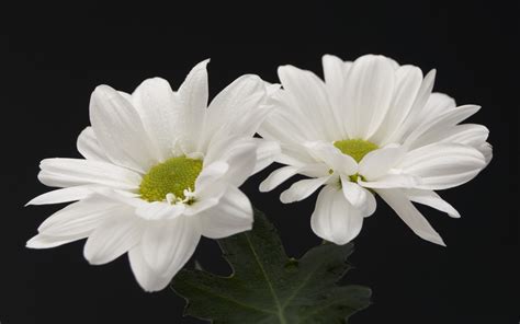 Melanthera lavarum on white background.jpg 2,078 × 1,403; White Flower HD Wallpapers