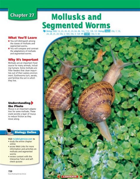 Chapter 27 Mollusks And Segmented Worms