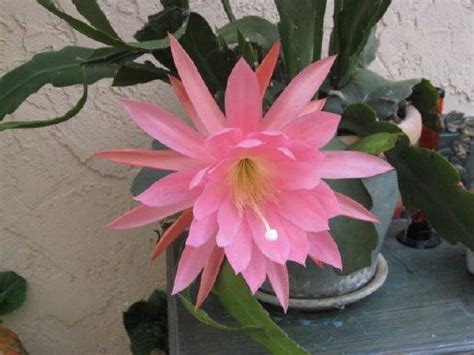 Hooker's orchid cactus, climbing cactus. Fierce FloweRS / Epiphyllum Orchid Cactus | Orchid cactus ...