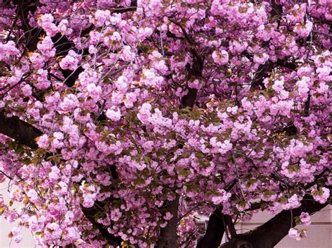 The Top 15 Flowering Trees For A Beautiful Garden