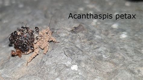 Assassin Bug Acanthaspis Petax The Bug Which Carries The Body Of