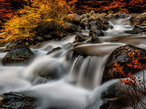 Stream River Rocks Leak On Water Buzzing Autumn Trees Bushes With Red