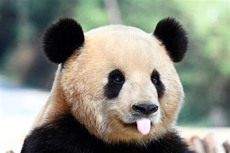 8900 Panda Smile Stock Photos Pictures And Royalty Free Images Istock