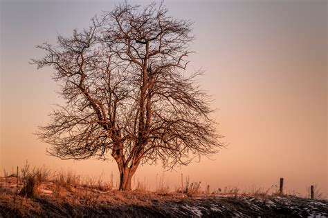 Online Crop Dried Tree Screenshot Hd Wallpaper Wallpaper Flare