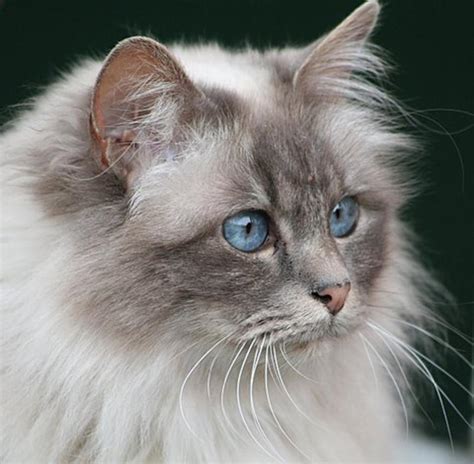 The Beautiful Birman Ojos Azules Cat A Guide To Their Personality And Care