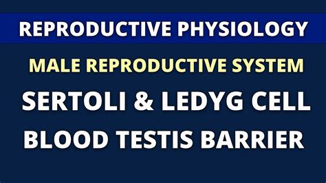 SERTOLI LEYDIG CELLS BLOOD TESTIS BARRIER MALE REPRODUCTIVE