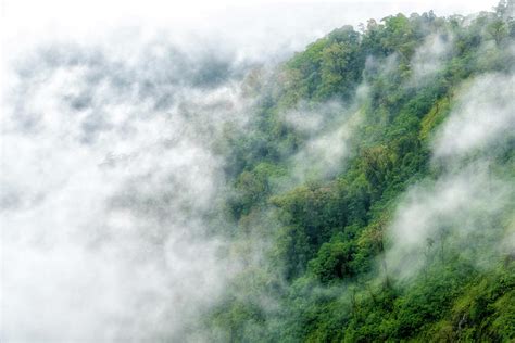 Rainforest Fog Photograph By Helix Games Photography Fine Art America