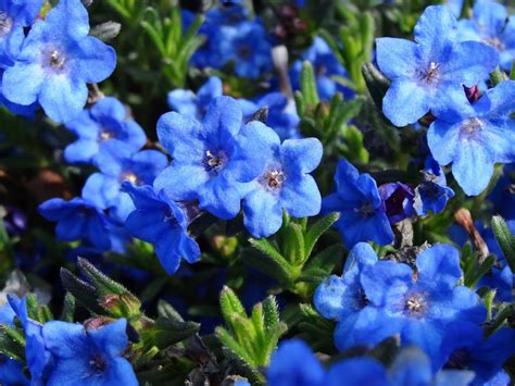 Lithodora Diffusa Heavenly Blue Seeds