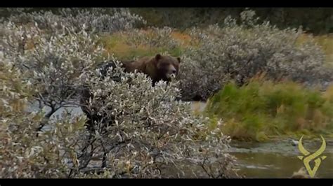 Top 10 Record Book Archery Alaskan Brown Bear Youtube