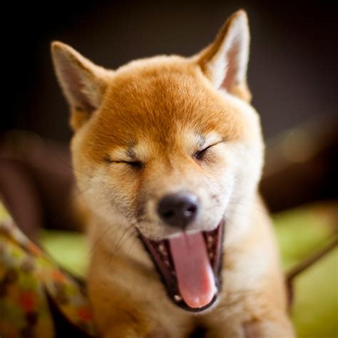 Shiba Inu Puppies Cute Pictures And Facts Dogtime