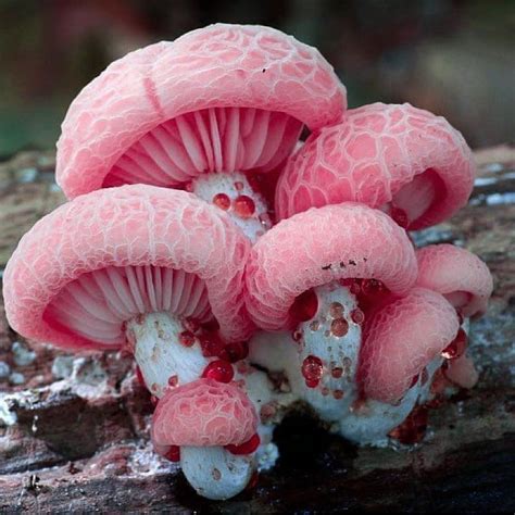 Wild Mushrooms Stuffed Mushrooms Amazing Nature Lovely Mushroom