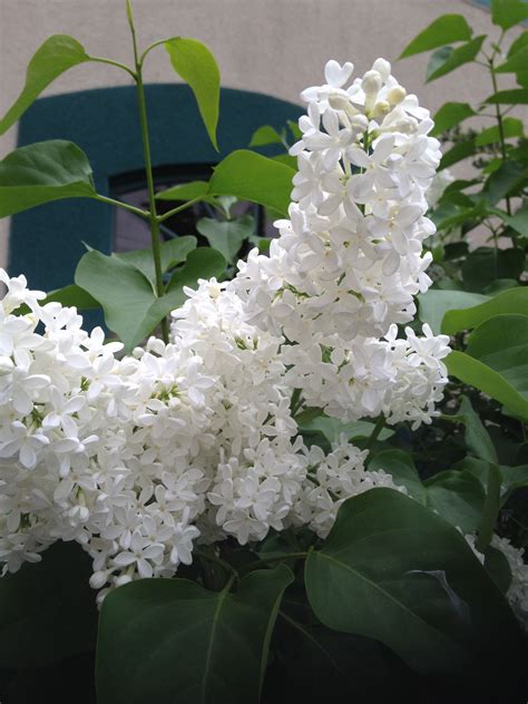 White Lilacs Lilac Bouquet Trees To Plant White Flowers