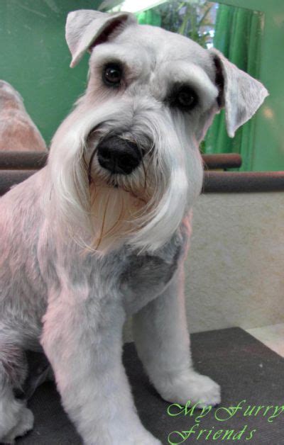 Best 25 Schnauzer Grooming Ideas Miniatureschnauzer Doggrooming