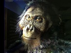 Paranthropus robustus (bt John Gurche) | Antropología, Paleo